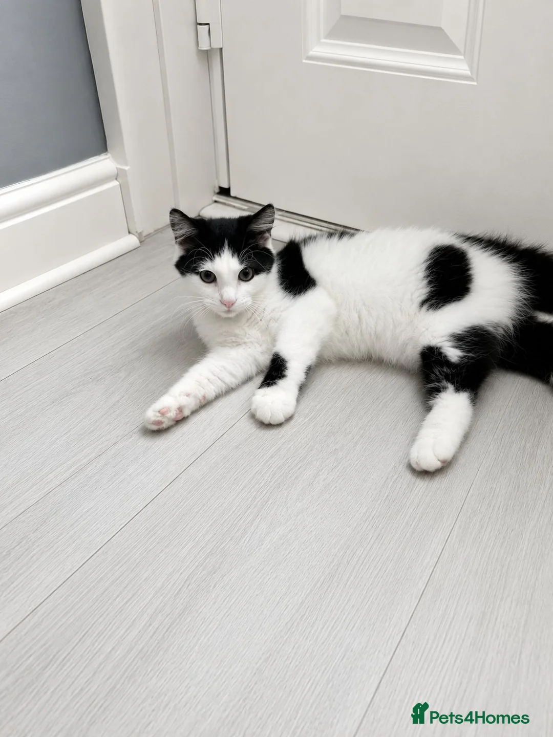 Mixed Breed cats for sale: Black and White Kittens - Advert 2