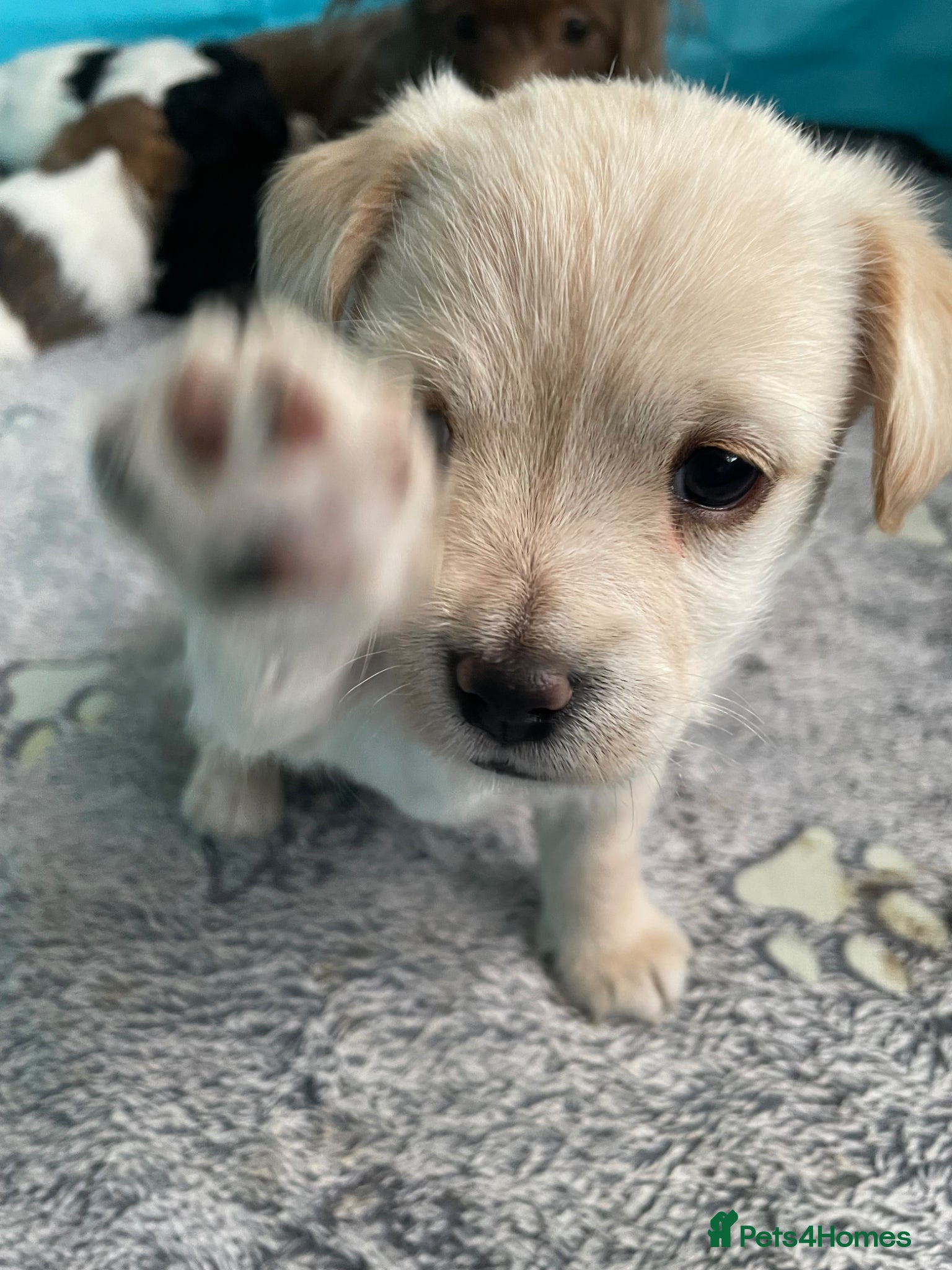 Maltipoo dogs Beautiful Litter of Four Puppies - Advert 2