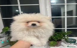 Pomeranian dogs for sale: 4 lovely Pomeranian Puppies for sale AVAILABLE NOW - Image 2