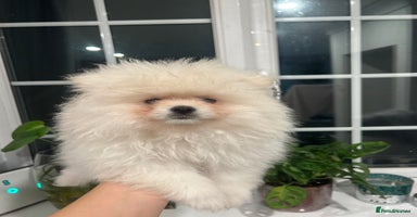 Pomeranian dogs - Advert 11