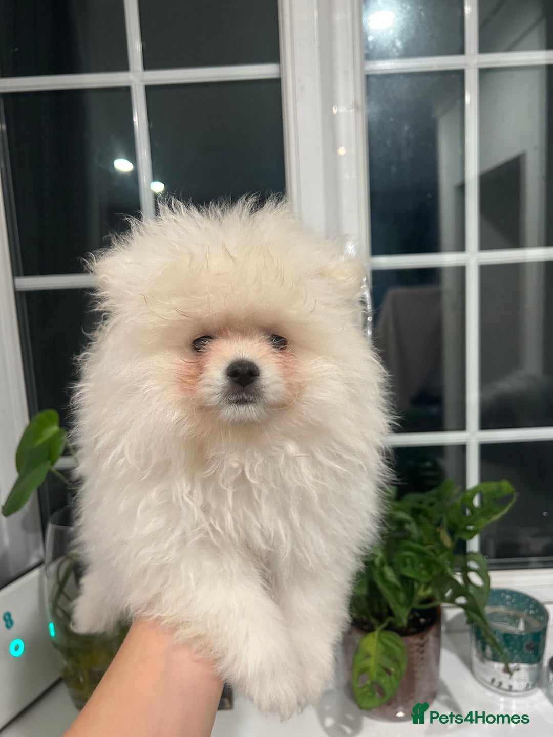 Pomeranian dogs for sale: 4 lovely Pomeranian Puppies for sale AVAILABLE NOW - Image 2