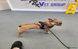French Bulldog dogs for sale: Bulldog franch  - Image 8