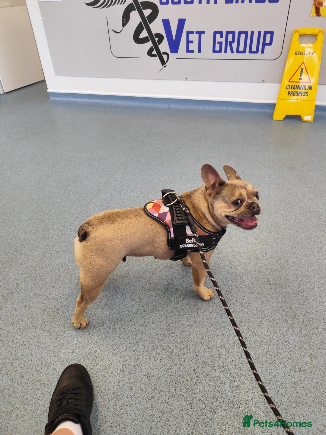 French Bulldog dogs for sale: Bulldog franch  - Image 8