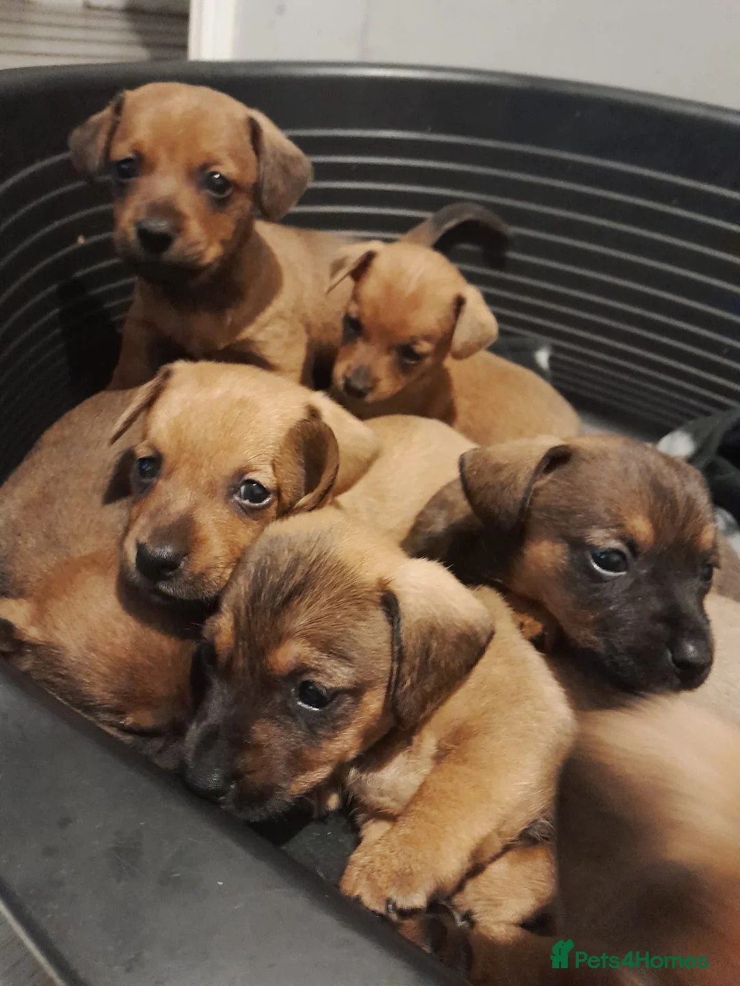 Mixed Breed dogs for sale: Cairn terriers - Advert 19