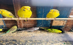 Budgerigars birds for sale: Budgies of various colours and ages  in Luton - Image 8