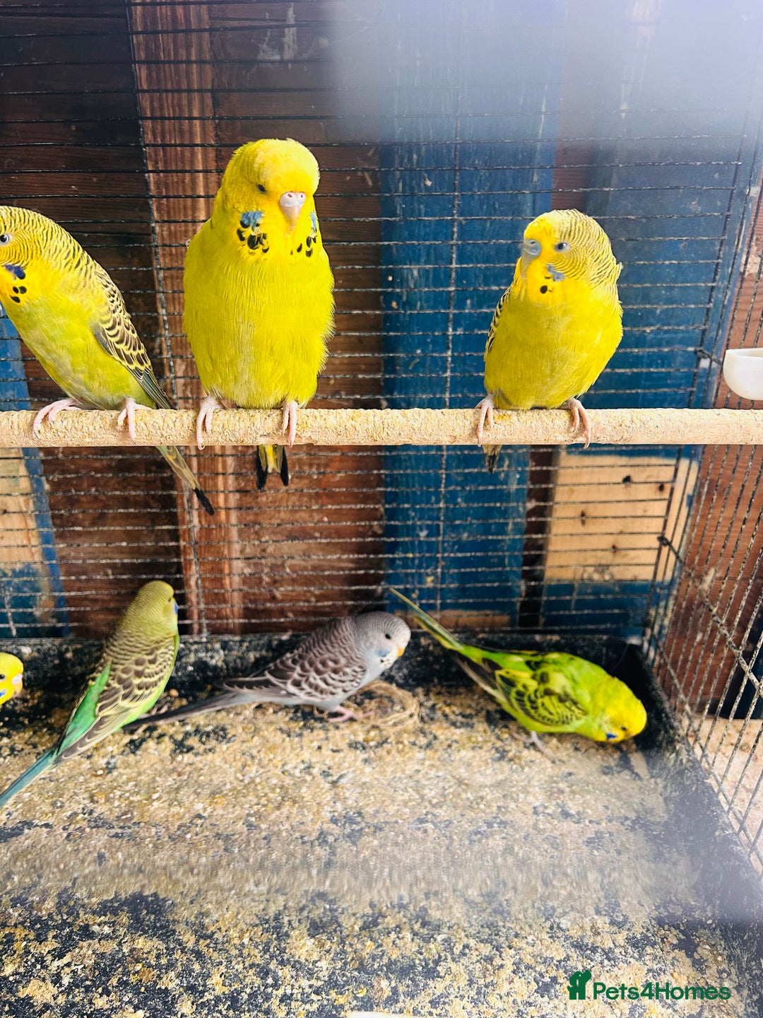 Budgerigars birds for sale: Budgies of various colours and ages  in Luton - Image 8