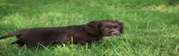 Cocker Spaniel dogs for sale: KC Reg Working Cocker Spaniels  - Advert 21