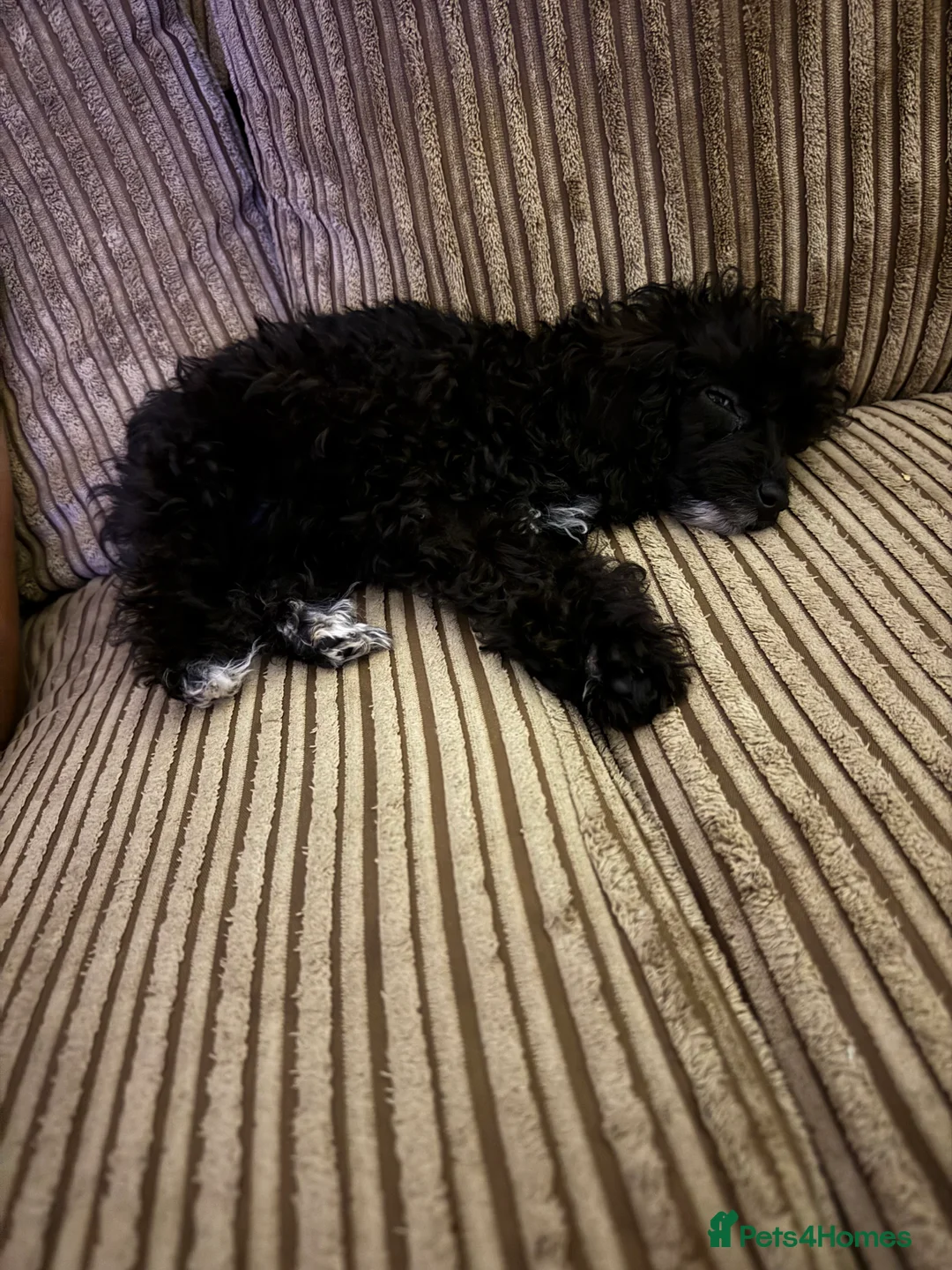 Toy Poodle dogs for sale: Toy Poodle Puppy  - Advert 5