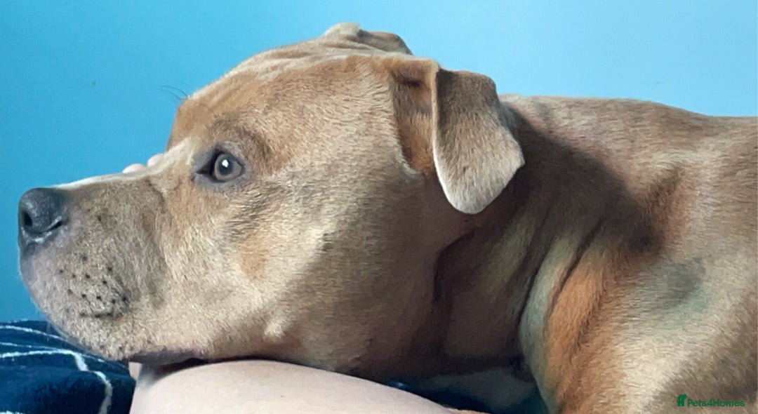 Staffordshire Bull Terrier dogs for stud: BLUE FAWN Staffordshire Bull Terrier Stud in Port Glasgow - Image 9