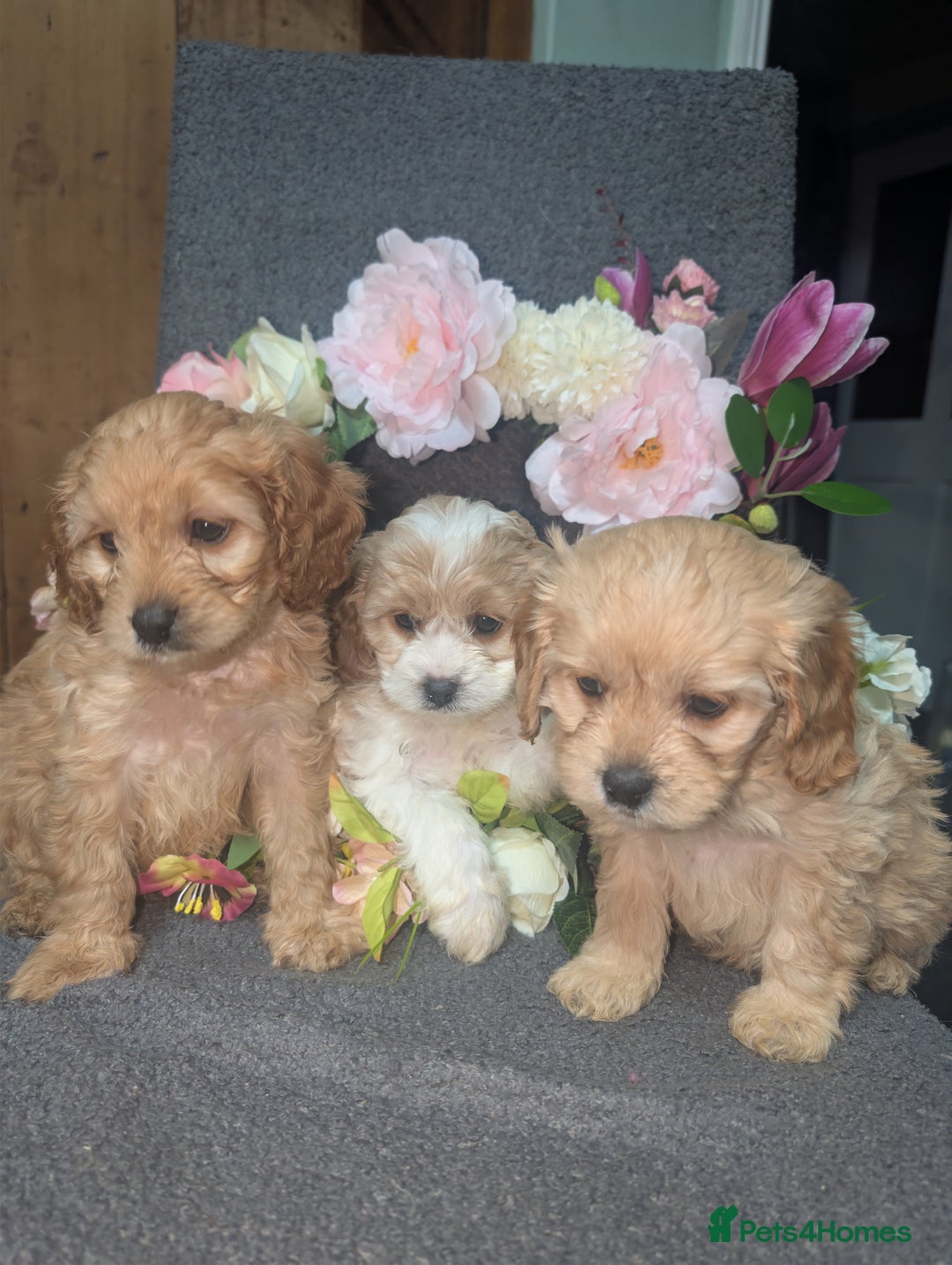 Cavapoo dogs for sale: Cavapoo F1  - Advert 1