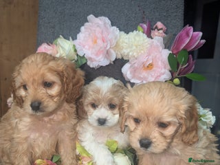 Cavapoo dogs Cavapoo F1 - Advert 1