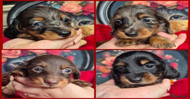 Miniature Dachshund dogs - Advert 3