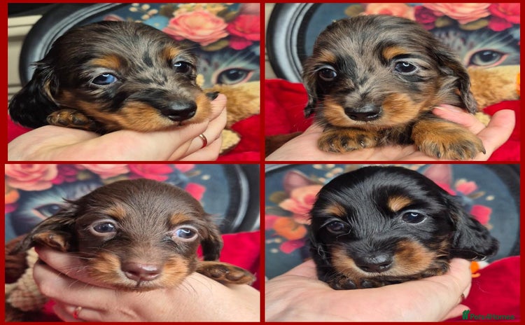 Miniature Dachshund dogs - Advert 11