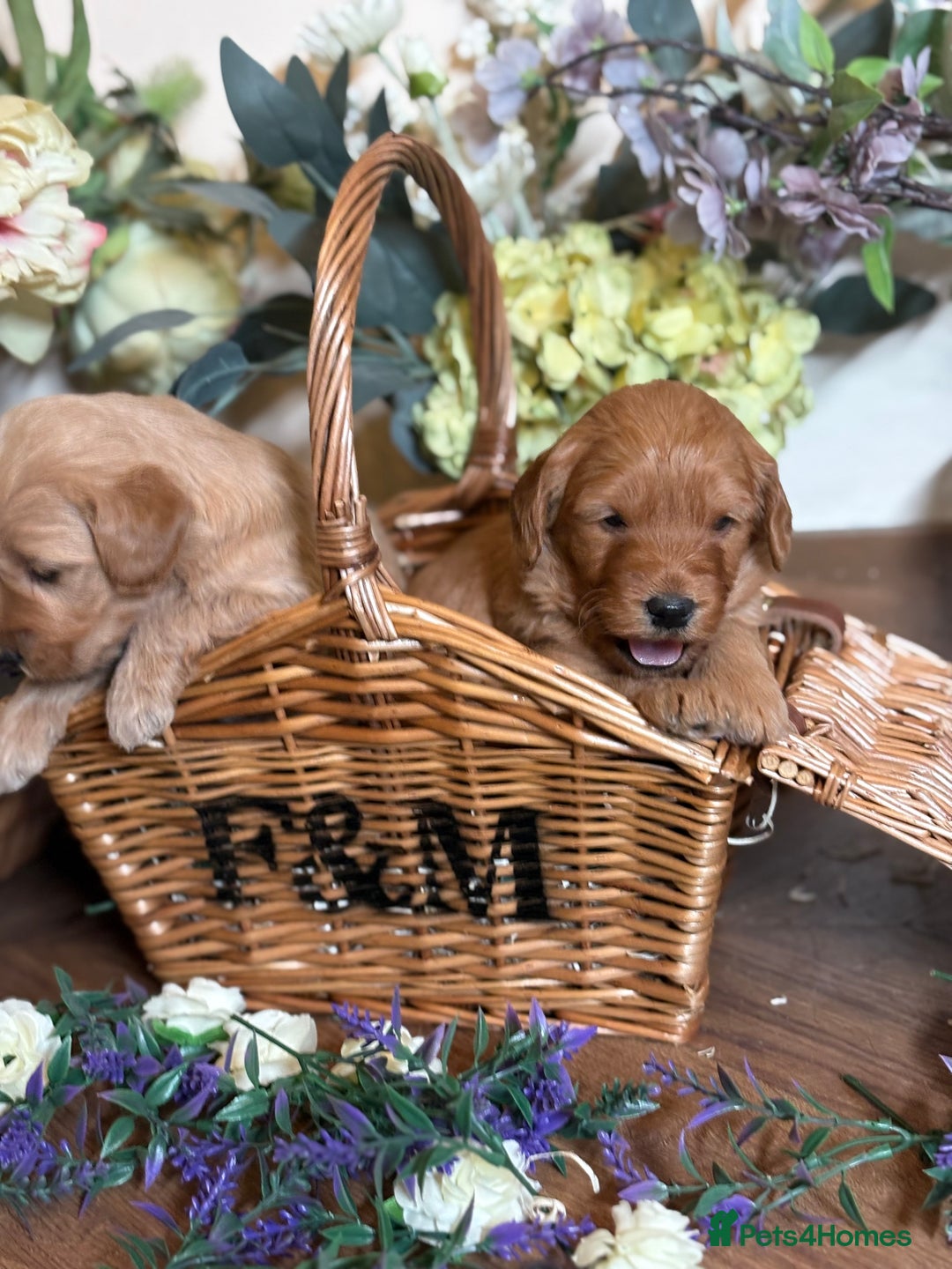 Mini Goldendoodle dogs for sale: Health tested Minature dark red/golden doodles  - Image 18
