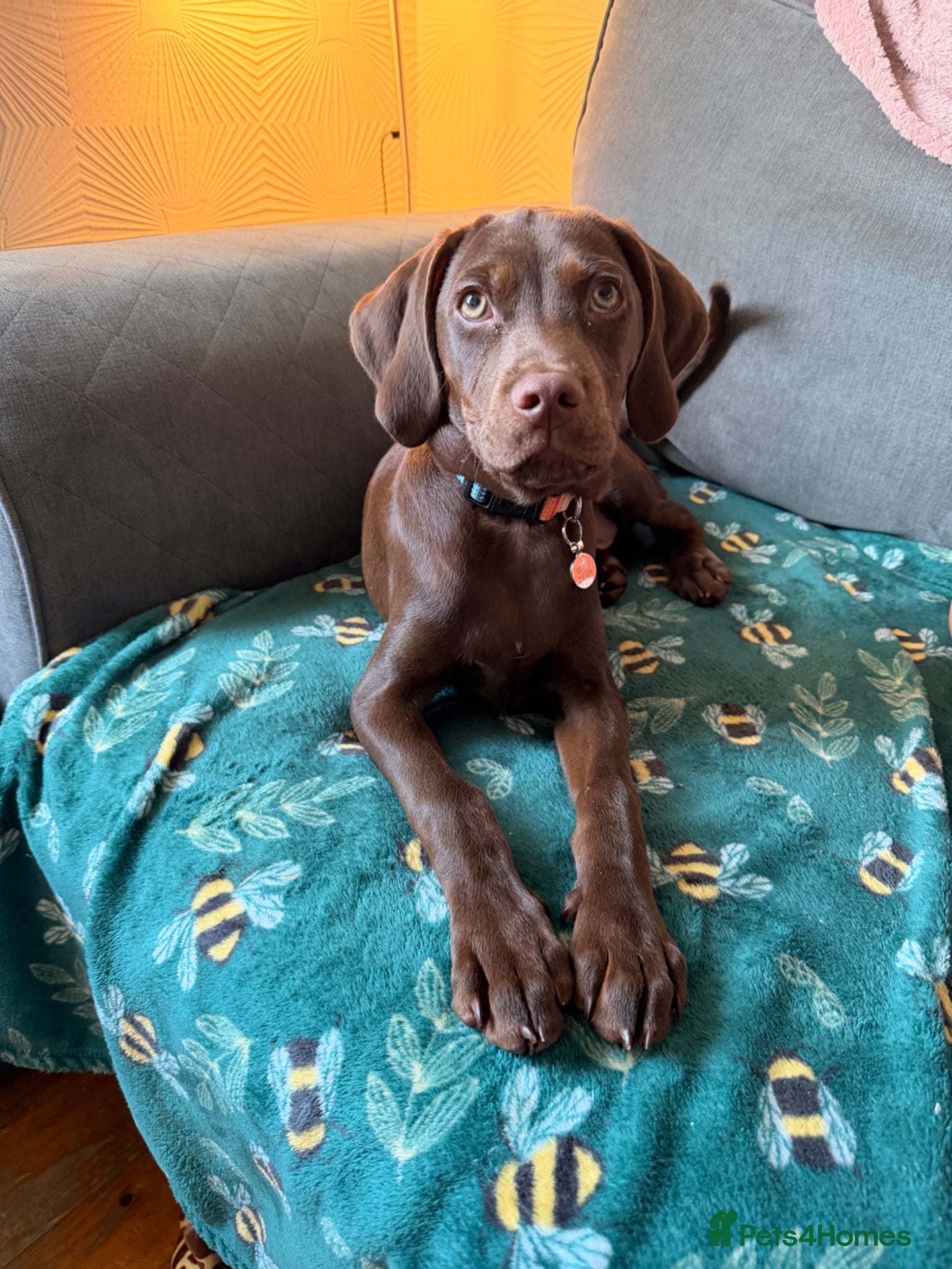 Mixed Breed dogs Springer spaniel x jagdterrier mix  - Advert 1