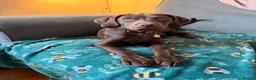 Mixed Breed dogs for sale: Springer spaniel x jagdterrier mix  - Advert 1