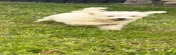 Miniature Poodle dogs for sale: Beautiful pure white mini poodles for sale!!! - Advert 4