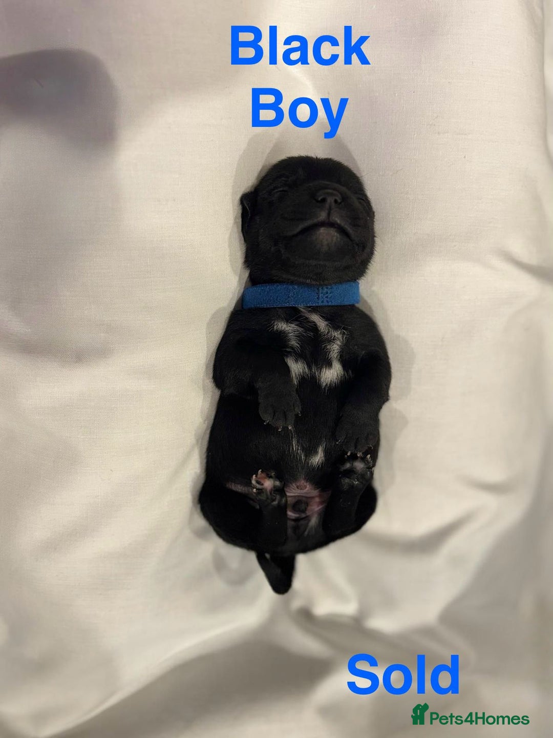 Staffordshire Bull Terrier dogs for sale: Champion Bloodline Stafforshire Bull Terrier Pups - Advert 2