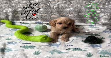 Cavapoo dogs - Advert 9