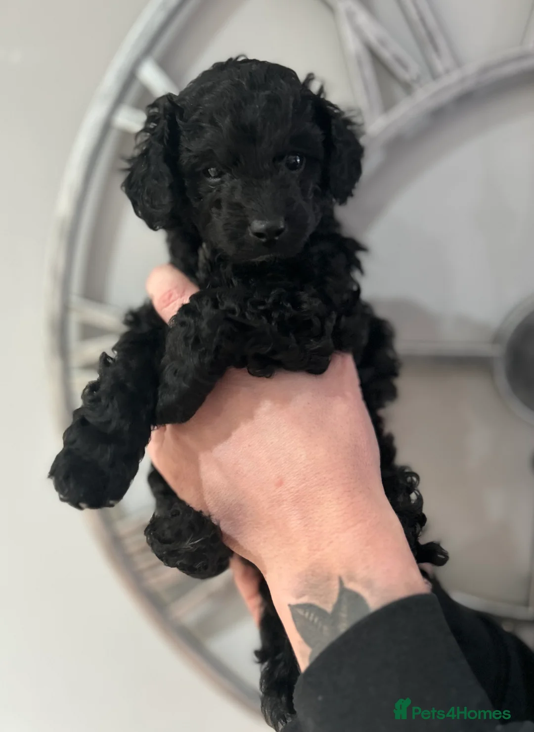 Cavapoo dogs for sale: Gorgeous black toy cavapoo puppy *sold* - Advert 3