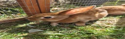 Rex rabbits for sale: Mini rex  - Advert 5