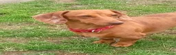 Dachshund dogs for sale: Beautiful miniature dachunds  - Advert 5