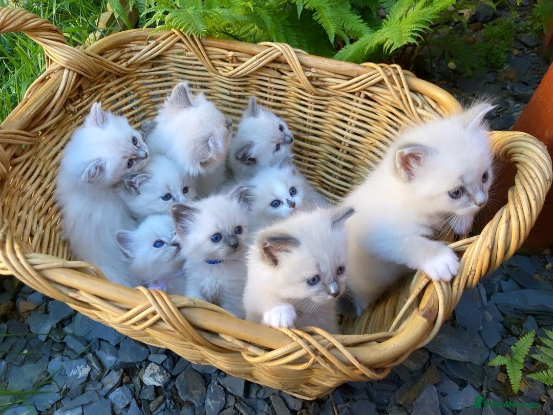Siberian cats for sale: Registered Neva Masquerade Siberian kittens  - Image 2