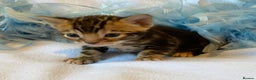 Bengal cats for sale: Nevaeh Bengals — Premium UK Bengal Breeder - Advert 3