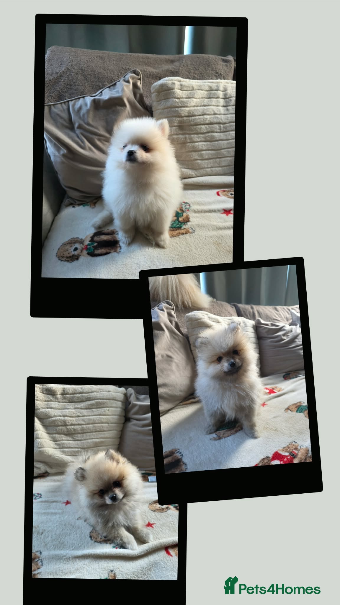 Pomeranian dogs Pomeranian puppies (READY) - Advert 15