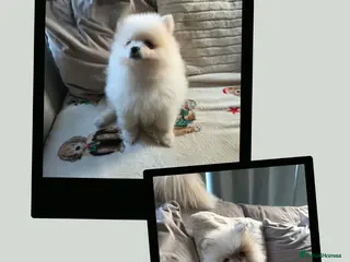 Pomeranian dogs Pomeranian puppies (READY) - Advert 15