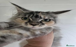 Maine Coon cats for sale: April - Image 1