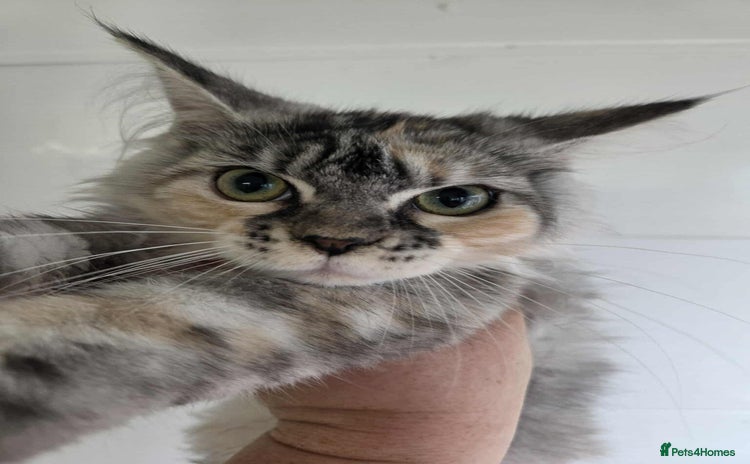 Maine Coon cats for sale - Advert 3