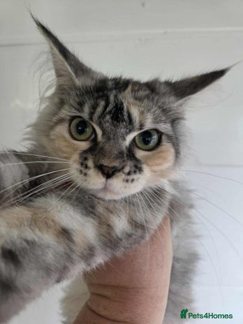 Maine Coon cats for sale - Advert 3