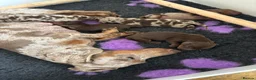 Miniature Dachshund dogs for sale: Stunning 5 star litter  in Abertillery - Advert 3