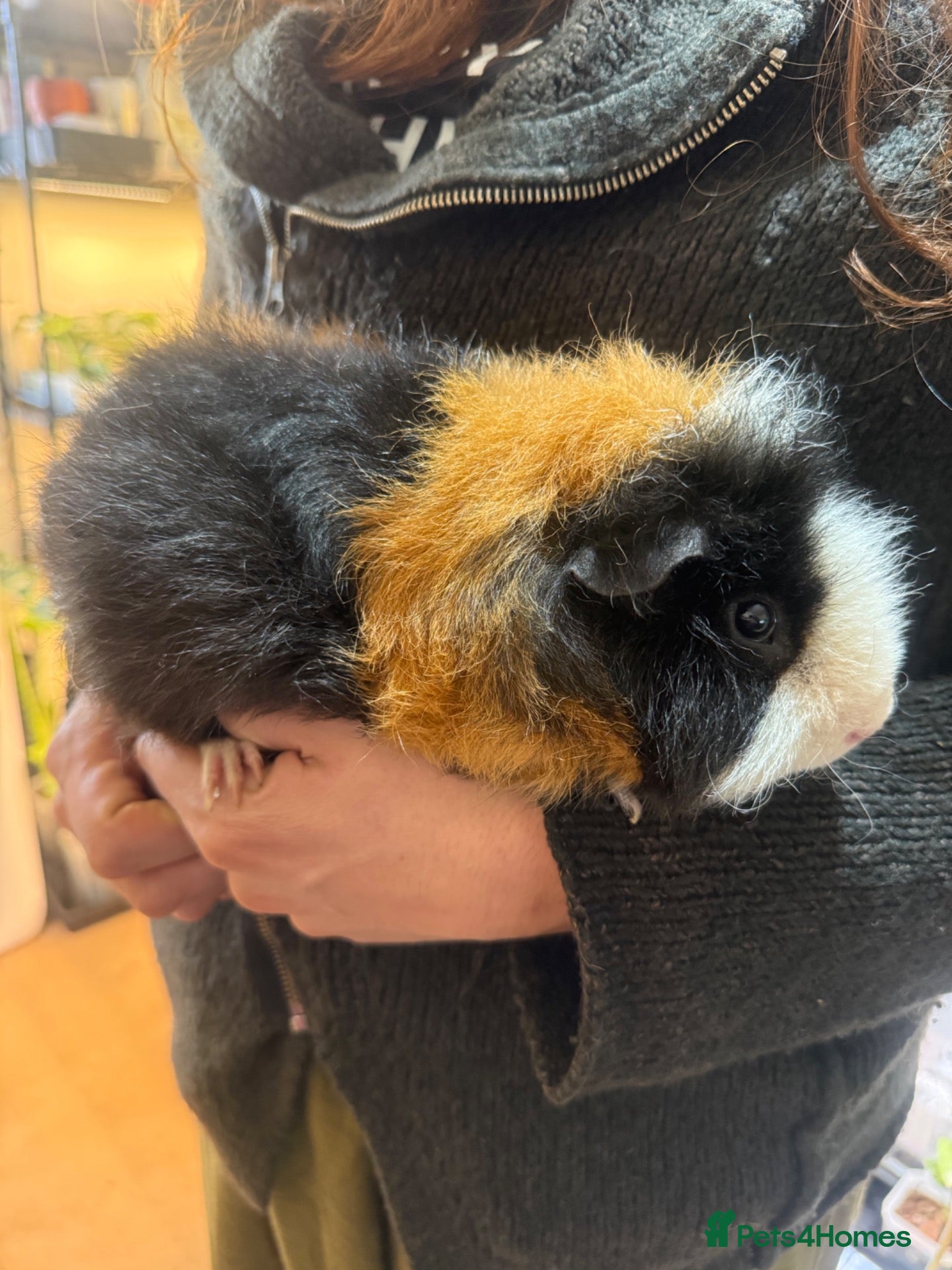 Guinea Pig rodents Tri colour teddy Guinea pig. - Advert 1