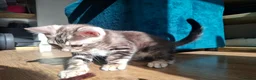 Bengal cats for sale: Outstanding Bengal Kittens TICA - Advert 8