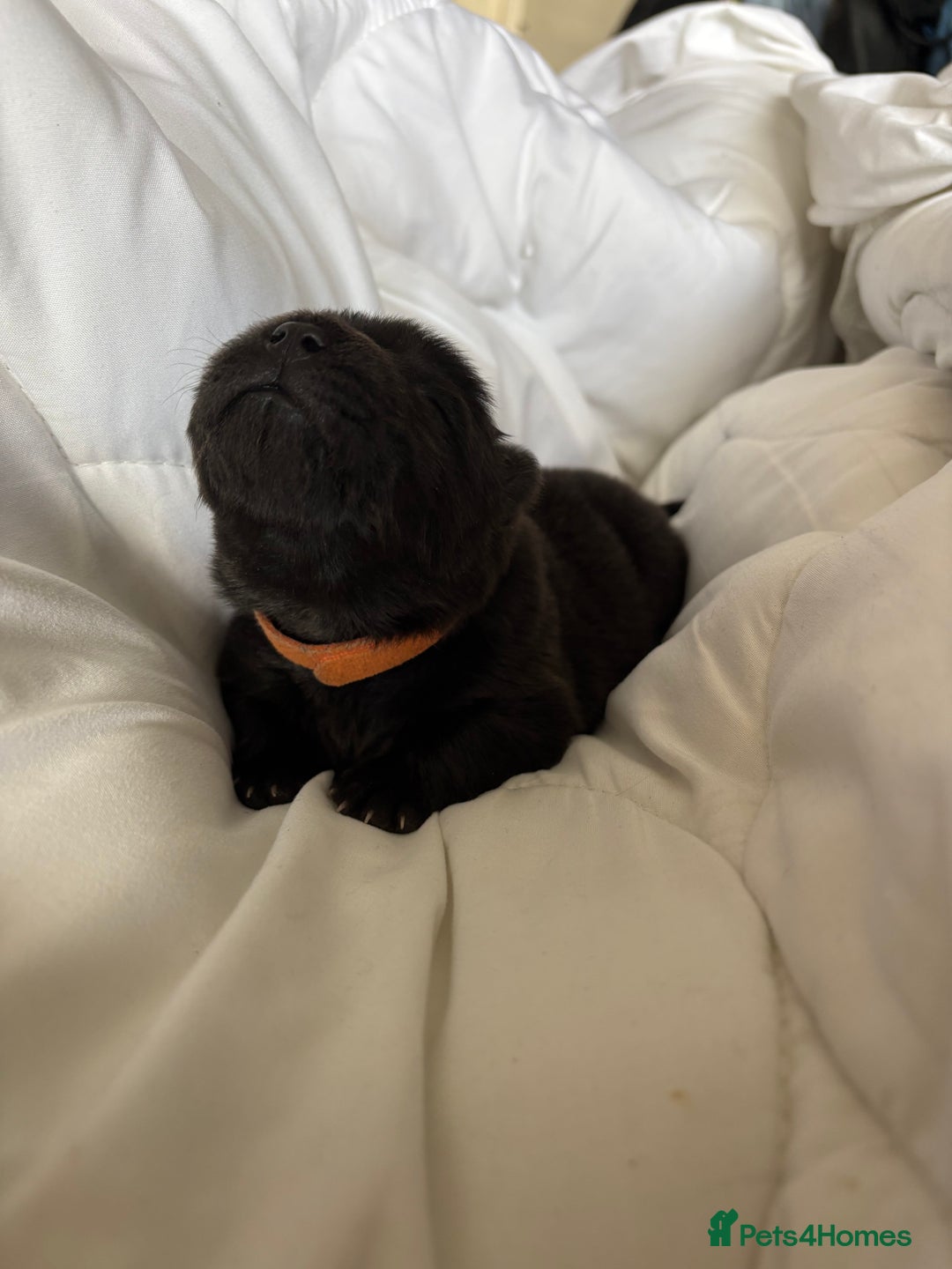 Chow Chow dogs for sale: Baby chow chows  - Image 14