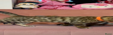 Bengal Kitten 2