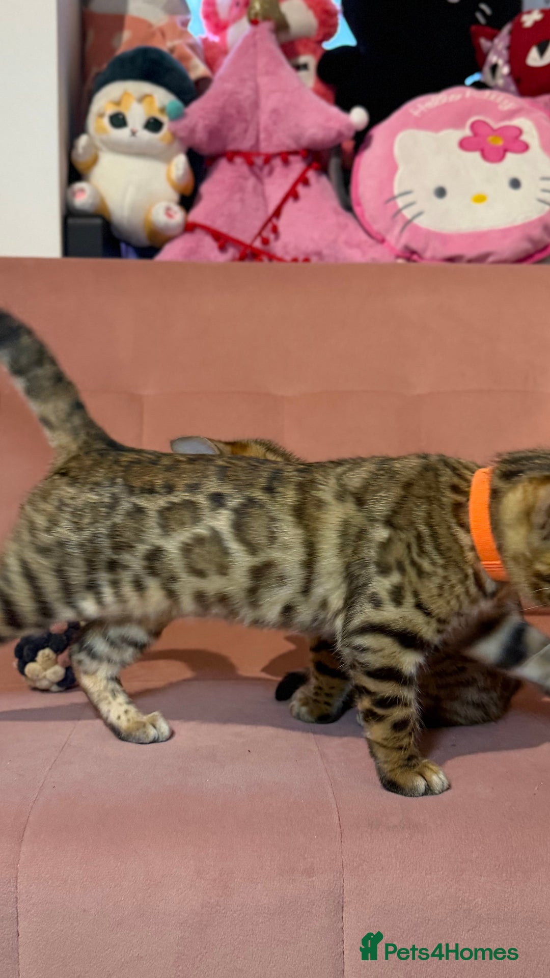 Bengal cats for sale: Bengal kittens TICA ready to leave NOW♥️🐈 - Advert 13