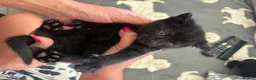 Mixed Breed cats for sale: All black Kittens for Sale in Crawley - Advert 3