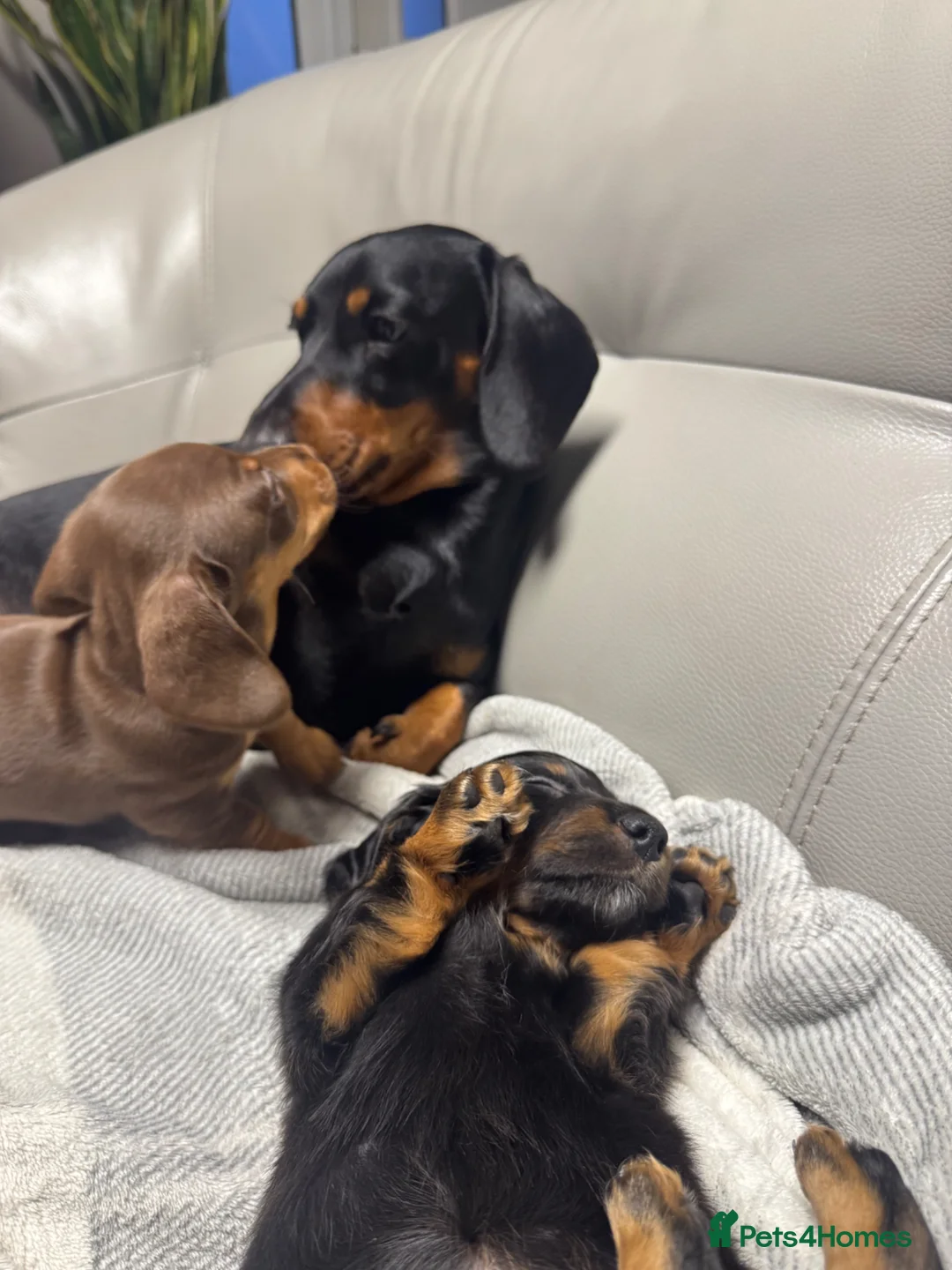 Miniature Dachshund dogs for stud: KC Reg Black and Tan Miniature Dachshund Stud - Advert 1