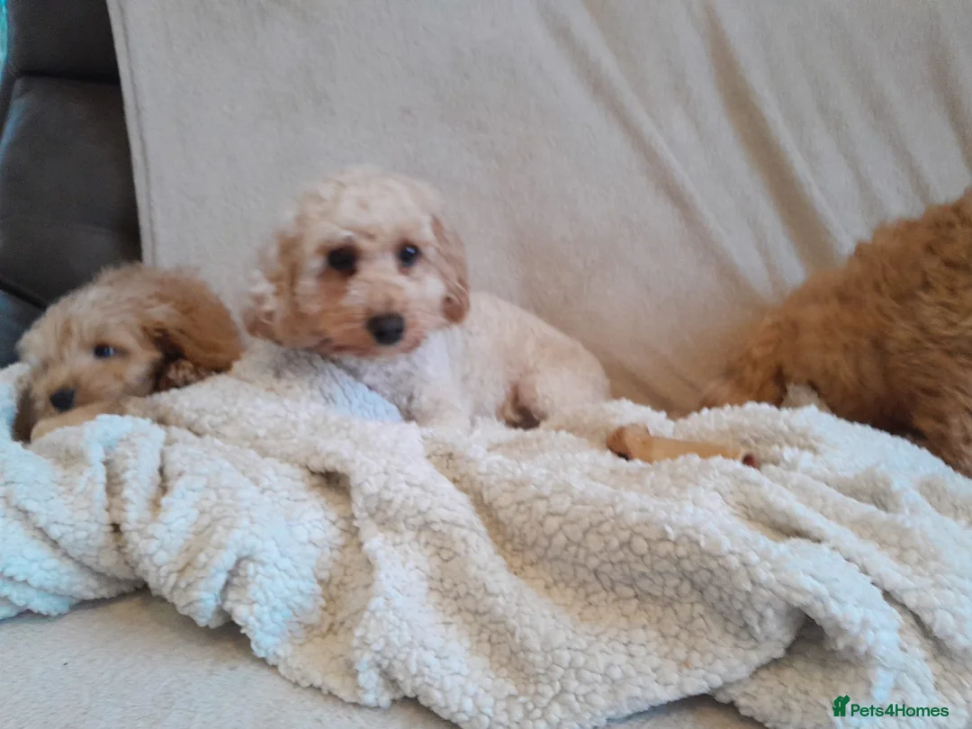 Cockapoo dogs for sale: Miniature cockapoo puppies  - Advert 3