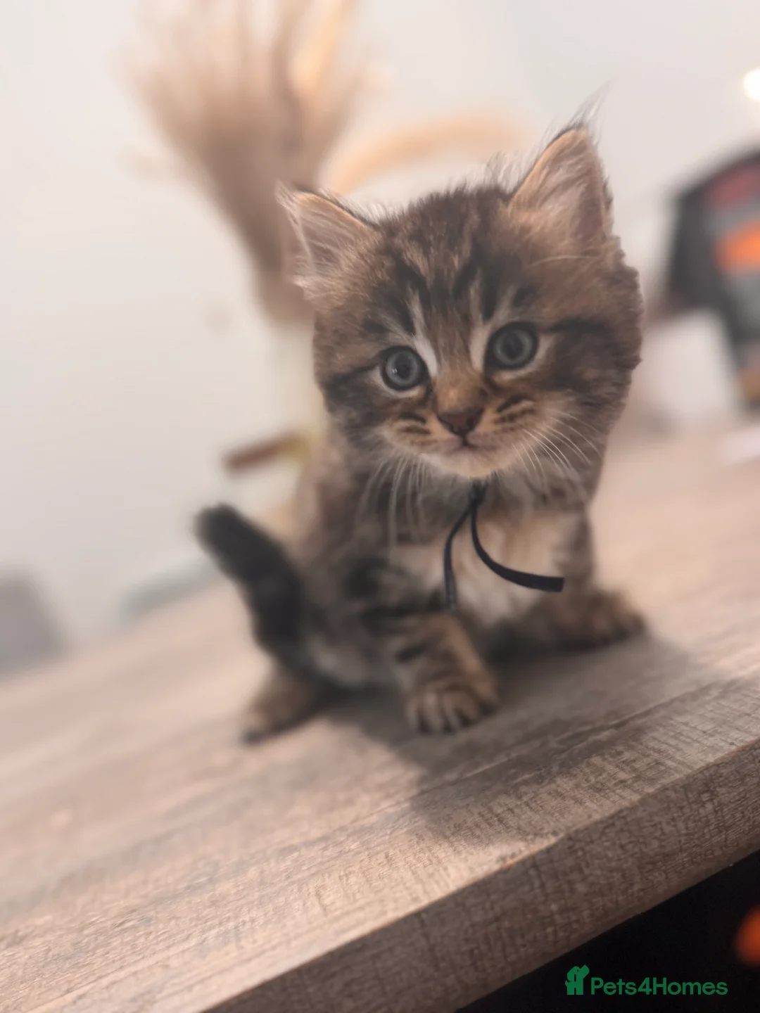 Mixed Breed cats for sale: BSH x  in Clifton - Advert 12
