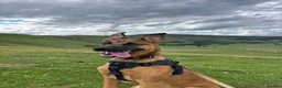 Mixed Breed dogs for sale: Looking for new forever home  - Advert 1