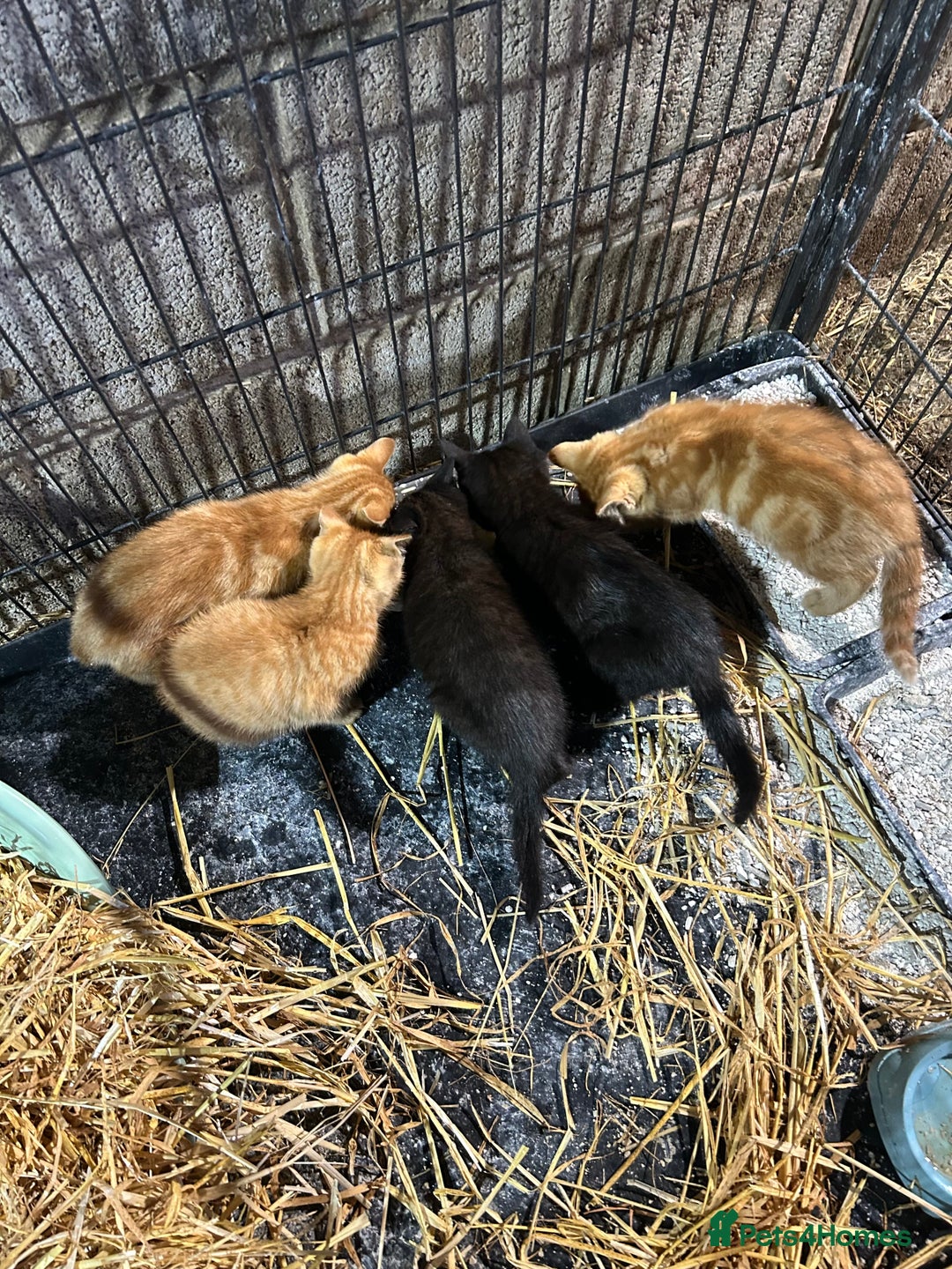 Mixed Breed cats for sale: Mixed litter kittens  - Image 2