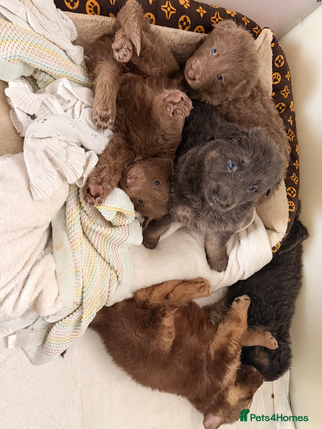 German Shepherd dogs for sale: ✨⭐️RARE German shepherd puppies⭐️✨ - Advert 6