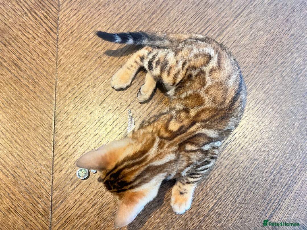 Bengal cats for sale: Stunning Bengal GIRL Kitten, TICA– ready 12/08/25 - Image 9