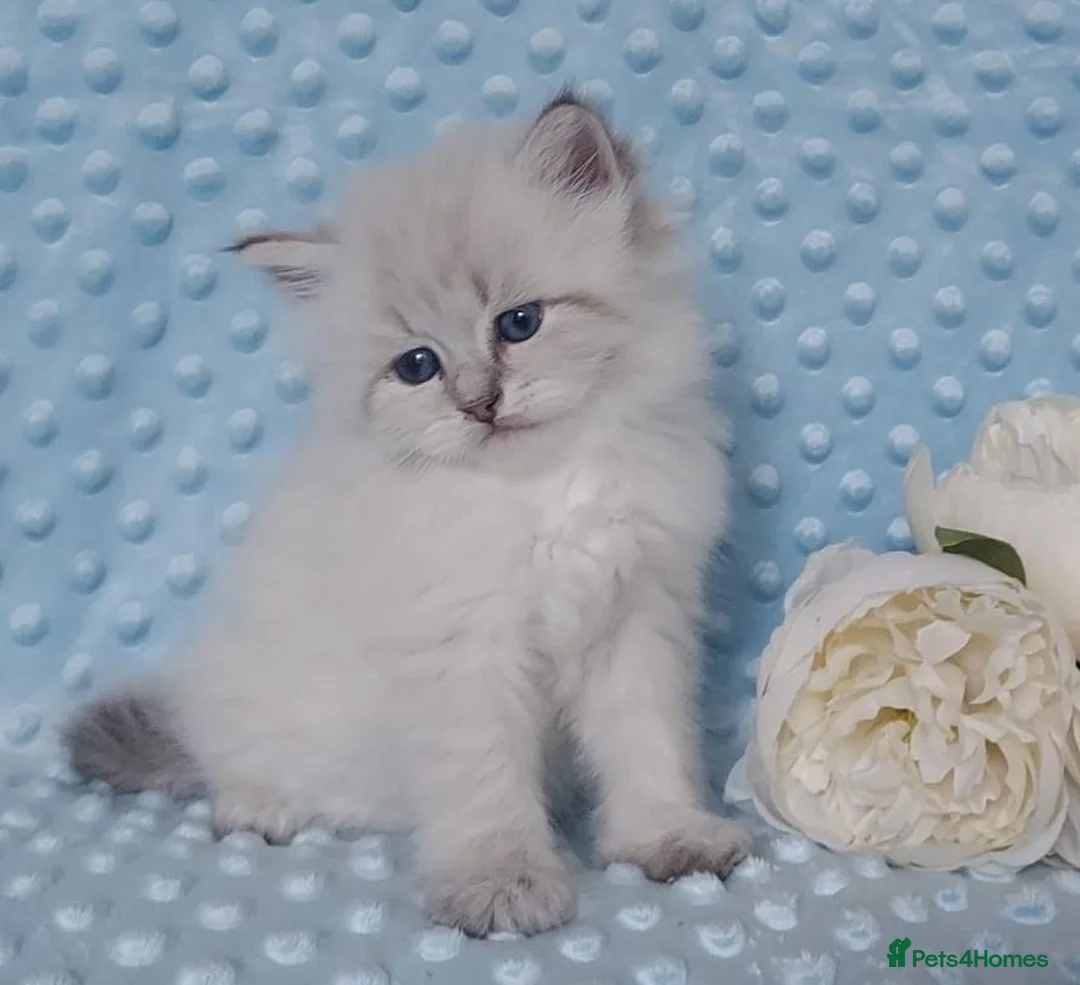 Siberian cats for sale: Pure Siberian Kittens For Sale  - Advert 2