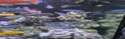 Cichlids fish for sale: 2 x fully stocked cichlids tanks for sale in Guildford - Advert 23