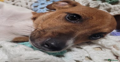 Jack Russell dogs - Advert 6